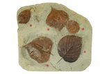 Plate with Five Fossil Leaves (Three Species) - Montana #271013-5